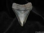 Excellent / Inch Megalodon Tooth - Collector Quality #56-1